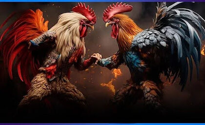 Cockfighting Betting Hall - Bet with Fiery Fighting Cocks