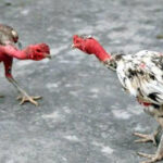 GEN88 cockfighting - Experience the world's leading attractive entertainment playground