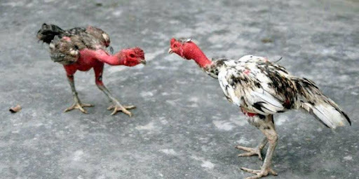 GEN88 cockfighting - Experience the world's leading attractive entertainment playground