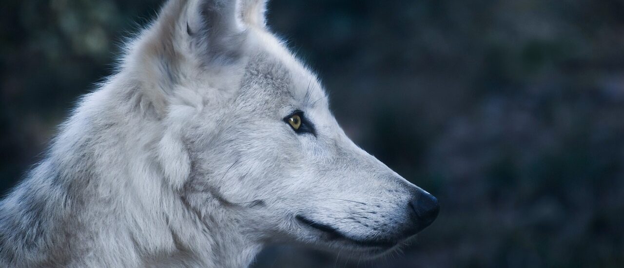 Dreaming about wolves hitting your child, what number should you bet on? The secret behind dreams