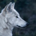 Dreaming about wolves hitting your child, what number should you bet on? The secret behind dreams