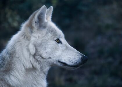 Dreaming about wolves hitting your child, what number should you bet on? The secret behind dreams